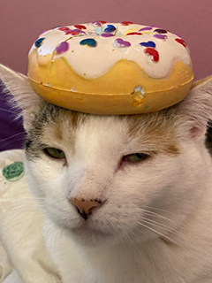 Cat #2 with a Donut on Her Head