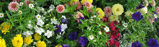 Flower Bed