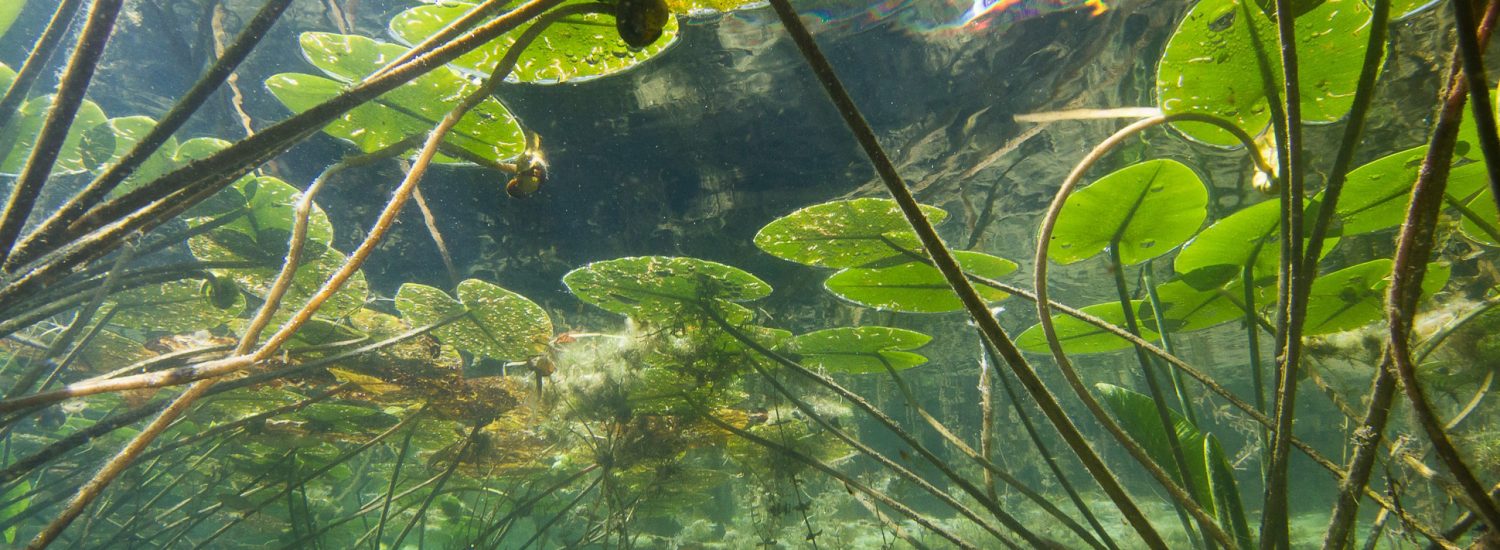 Beautiful yellow Water lily (nuphar lutea) in the clear pound. Underwater shot in the lake. Nature habitat.