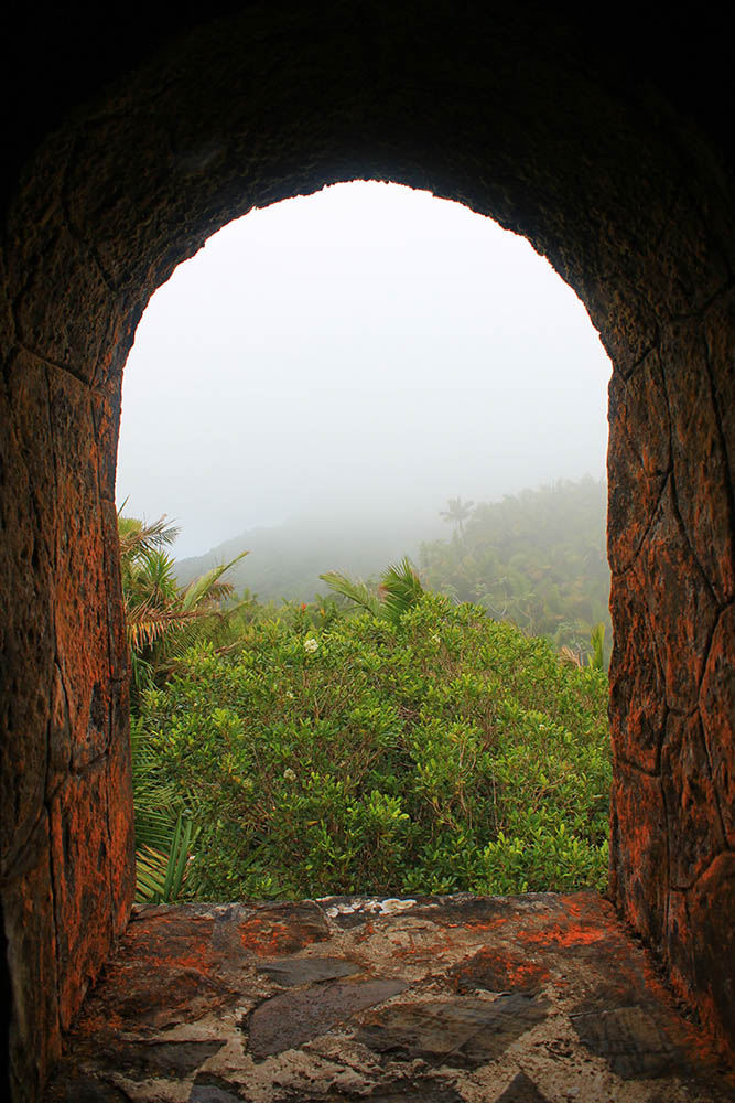 Rain forest in the El Yunque National Forest, Puerto Rico