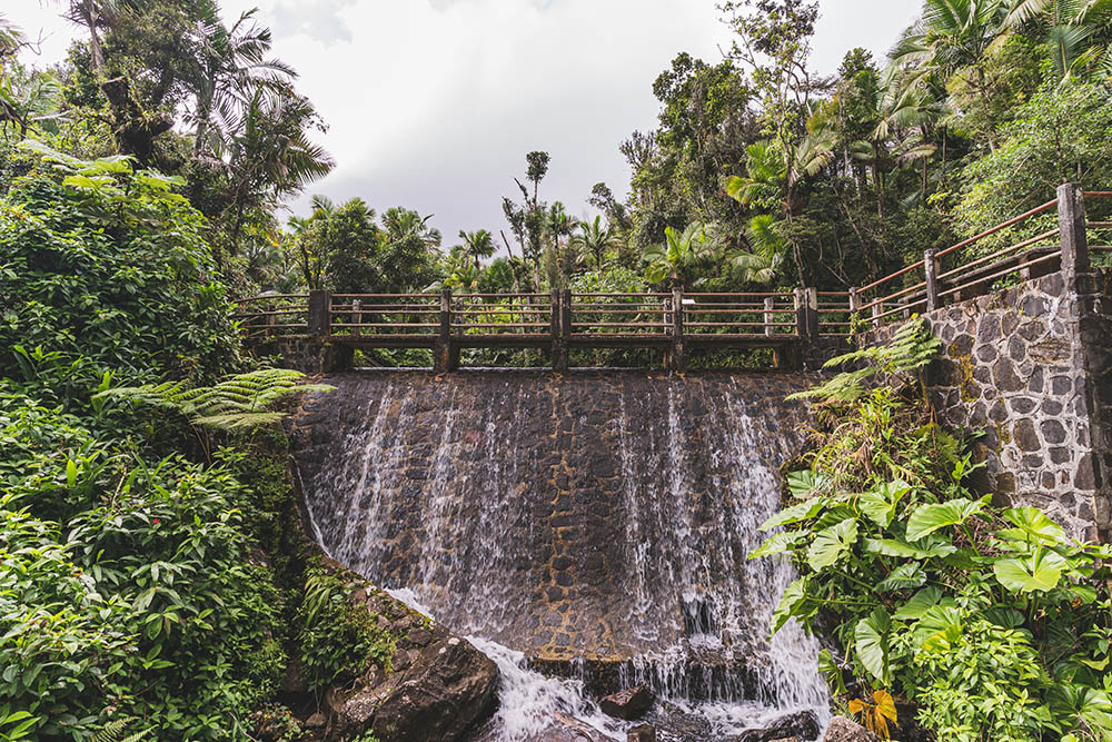 Trip to El Yunque National Forest