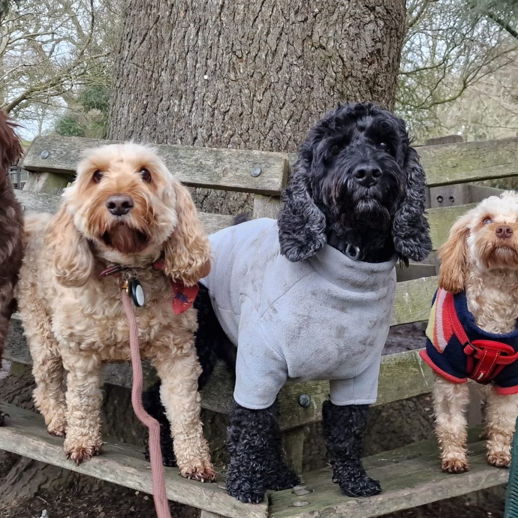A pack of cute and happy cockapoo poodle mix dogs of various age and size are hanging out together in a green park on their daily dog walk