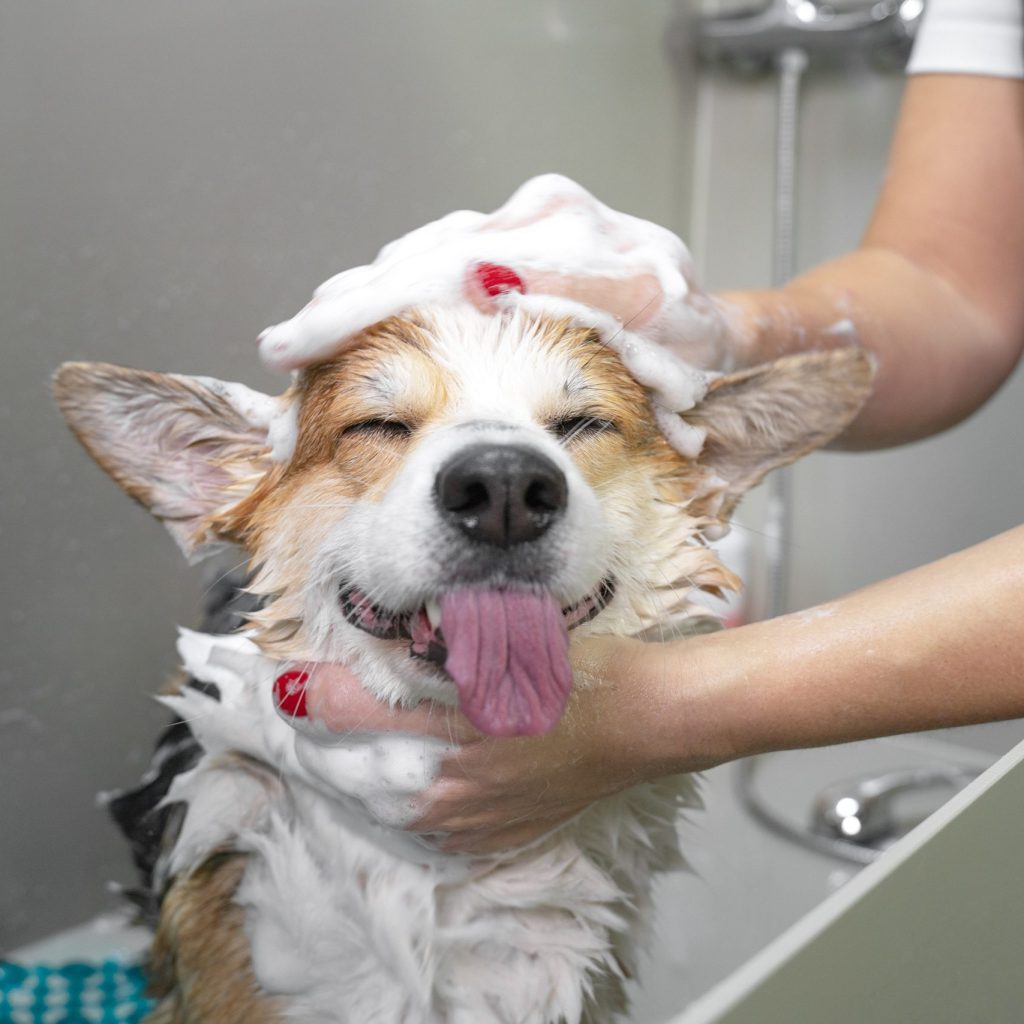 Funny portrait of a welsh corgi pembroke dog showering with shampoo.  Dog taking a bubble bath in grooming salon.