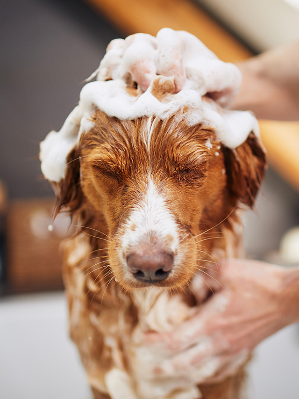 CuteDog